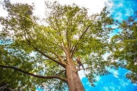 Best Arborist Consultation Services  in Cedar Park, TX