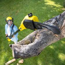 How Our Tree Care Process Works  in  Cedar Park, TX