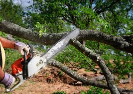 Best Emergency Tree Removal  in Cedar Park, TX