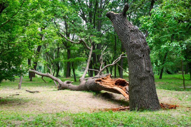 Best Lawn Irrigation Installation and Maintenance  in Cedar Park, TX