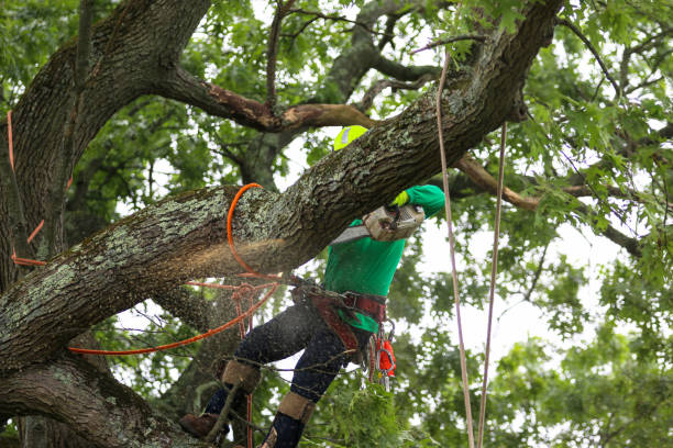 Best Tree Risk Assessment  in Cedar Park, TX