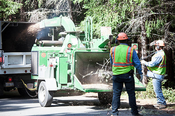 Best Tree Maintenance Programs  in Cedar Park, TX