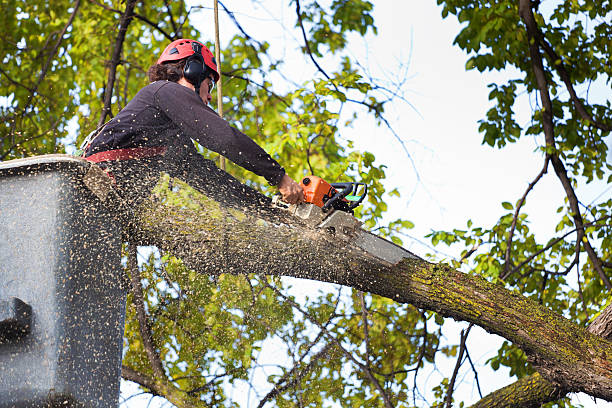 Best Commercial Tree Services  in Cedar Park, TX