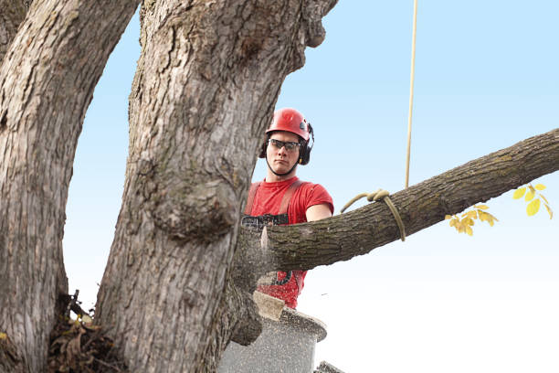 How Our Tree Care Process Works  in  Cedar Park, TX